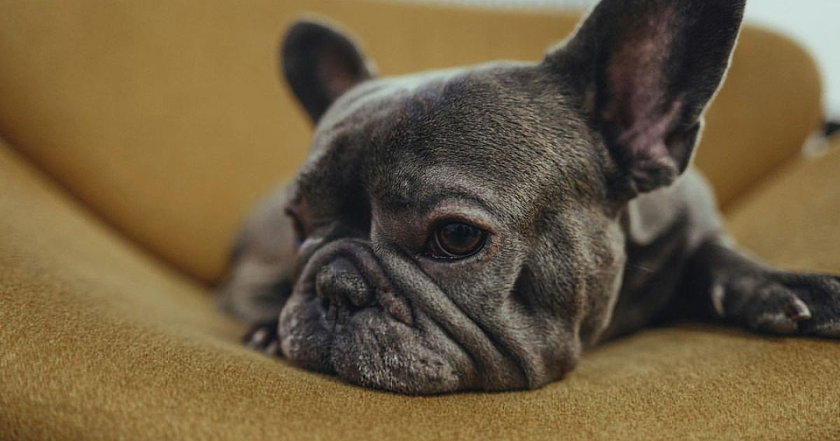 Doenças articulares comprometem a saúde física e emocional dos cães, alerta especialista