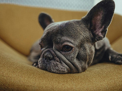 Doenças articulares comprometem a saúde física e emocional dos cães, alerta especialista