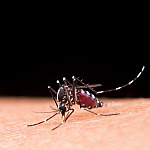 Barueri promove Dia D de Combate à Dengue neste sábado (29) no Boulevard