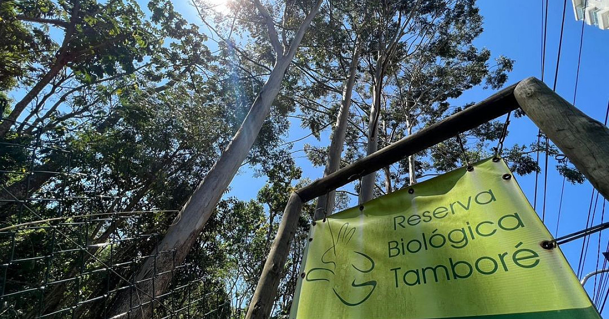 Uma onda verde em meio a Alphaville