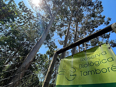 Uma onda verde em meio a Alphaville