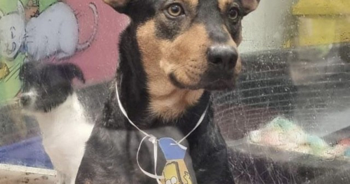 Programa de apadrinhamento da SOS Pet Alpha busca apoio financeiro mensal para cães e gatos resgatad