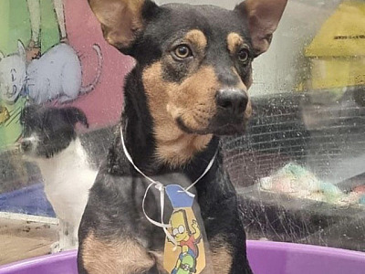 Programa de apadrinhamento da SOS Pet Alpha busca apoio financeiro mensal para cães e gatos resgatad