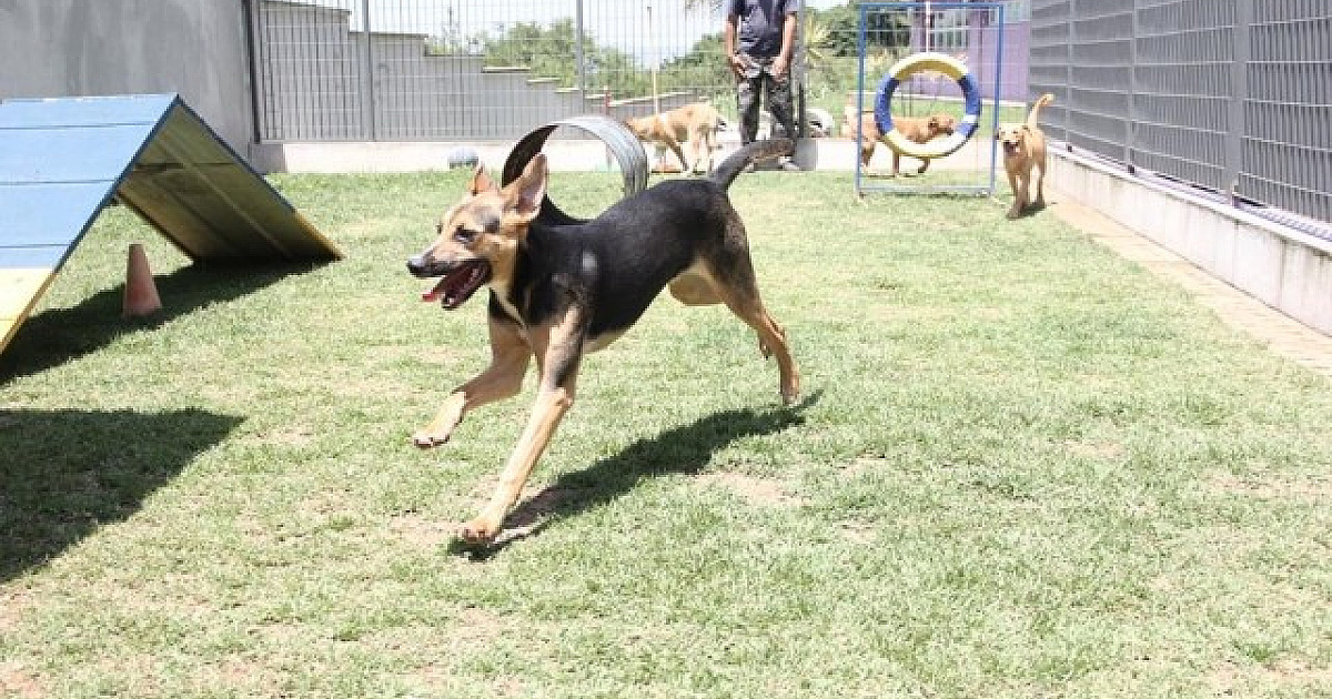 Feira Especial de Adoção de Pets acontece neste sábado (13) em Barueri