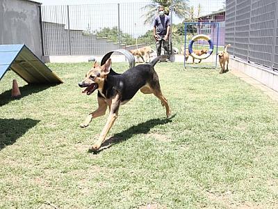Feira Especial de Adoção de Pets acontece neste sábado (13) em Barueri