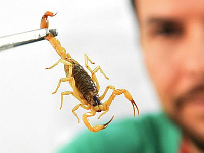 Alerta: onda de calor e chuva provoca surgimento de escorpiões