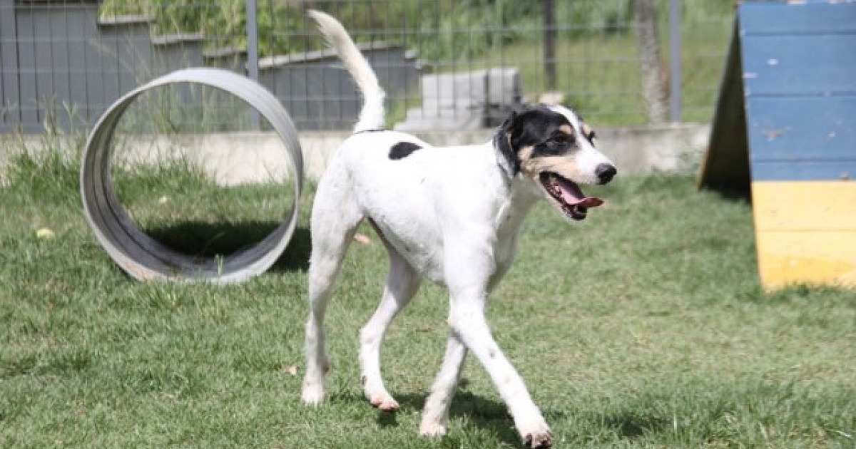 Cepad realiza feiras de adoção de pets em Alphaville