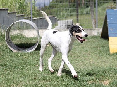 Cepad realiza feiras de adoção de pets em Alphaville