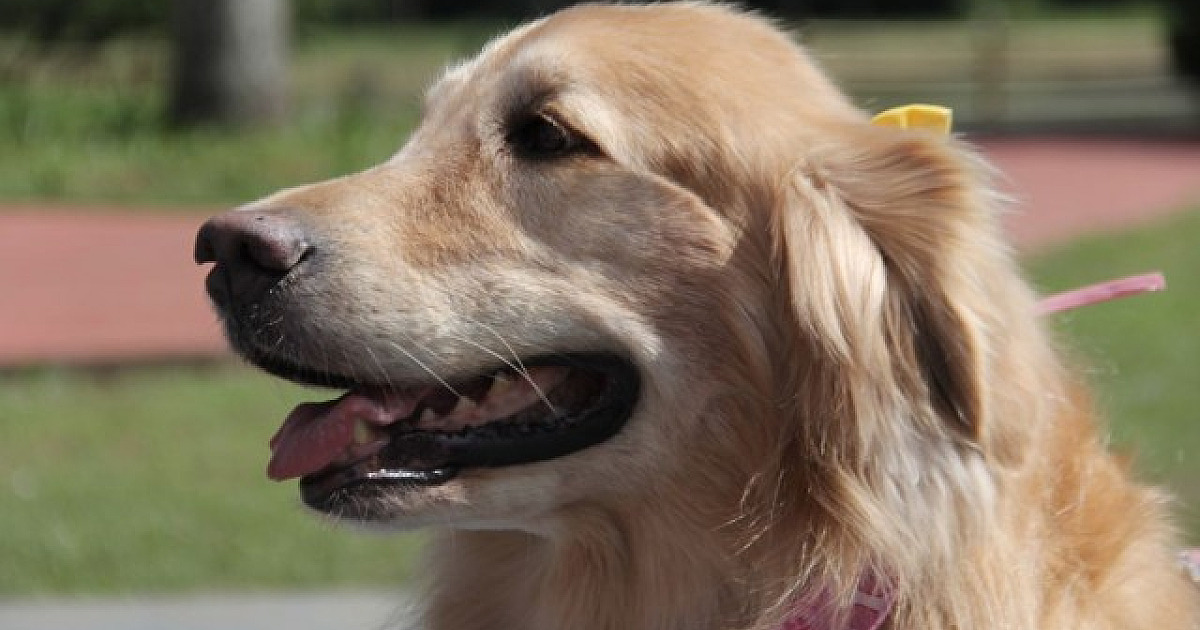 Agendamento on-line para castração de pets em Barueri será aberto em fevereiro