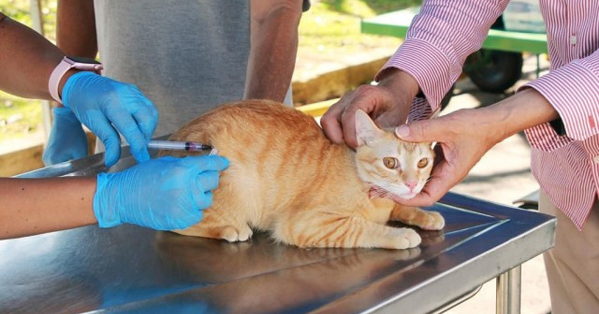 Posto fixo de vacinação antirrábica de cães e gatos retoma atendimento nesta segunda (8)