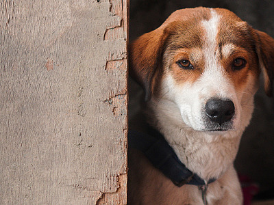 Manter animais em correntes passa a ser proibido em SP; veja regras