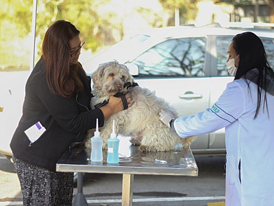 Barueri abre agendamento para vacinação contra raiva na segunda-feira (24)