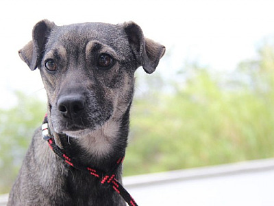 Centro Comercial Alphaville realiza feira de adoção de animais nesta sexta-feira (12)