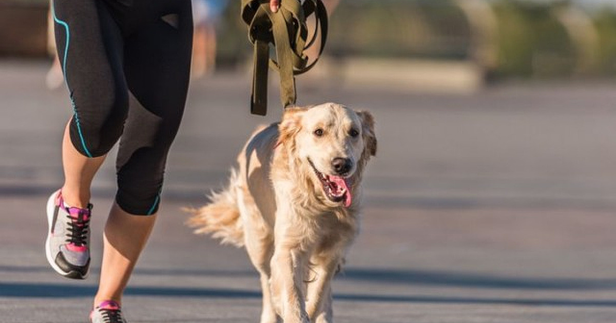 6 dicas para começar a correr na companhia do seu pet
