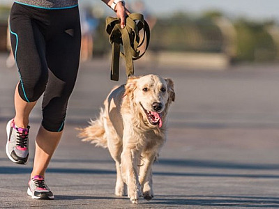 6 dicas para começar a correr na companhia do seu pet