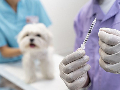 Santana de Parnaíba realiza vacinação antirrábica em pets às segundas-feiras