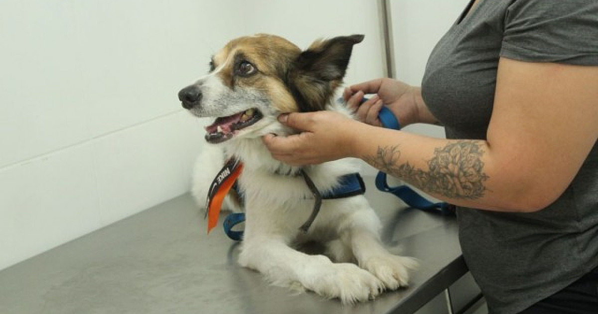 Agendamento para castração de pets em Barueri será aberto nesta quarta-feira (8)