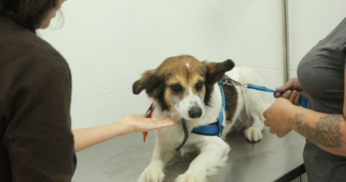 Agendamento para castração gratuita de pets em Barueri será aberto no dia 6 de dezembro