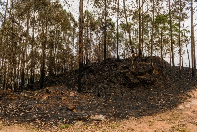 Causas de incêndios na Reserva do Tamboré são inconclusivas, diz Bombeiros