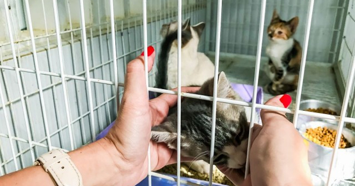 Projeto entregará itens para o cuidado animal para ONGs