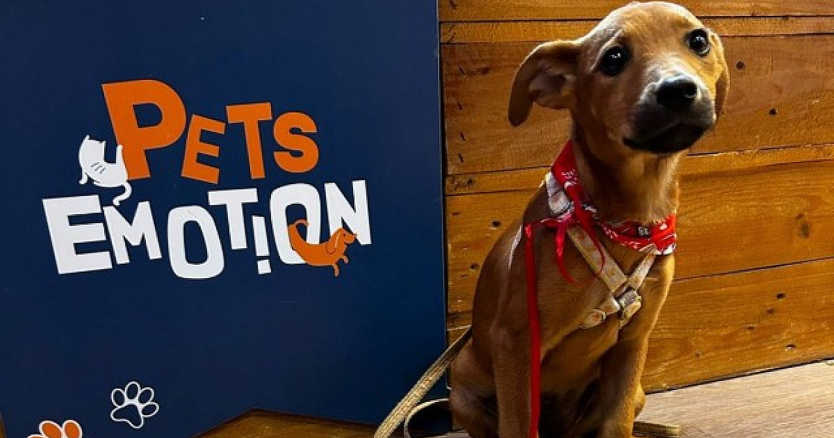 Shopping Tamboré realiza feira de adoção de pets