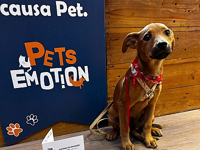 Shopping Tamboré realiza feira de adoção de pets