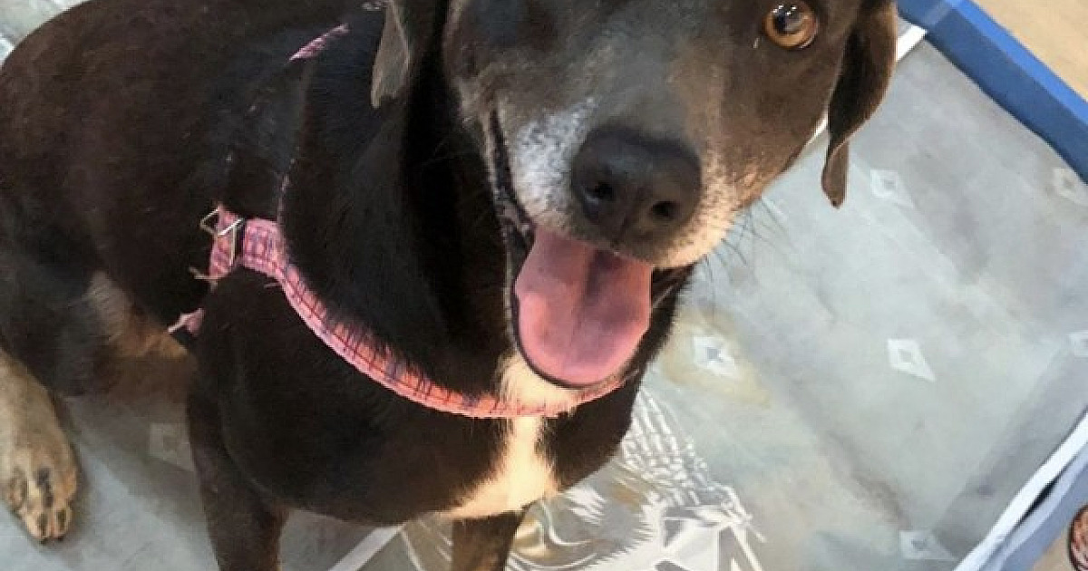 Confira as feiras de adoção de pets em Alphaville neste fim de semana