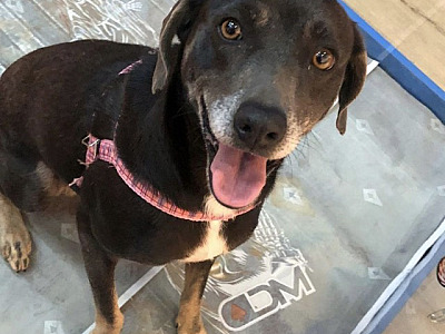 Confira as feiras de adoção de pets em Alphaville neste fim de semana