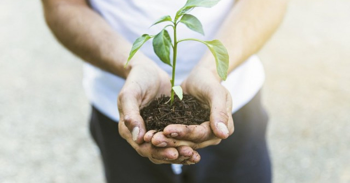 Santana de Parnaíba realizará entrega de mudas de árvores em Alphaville