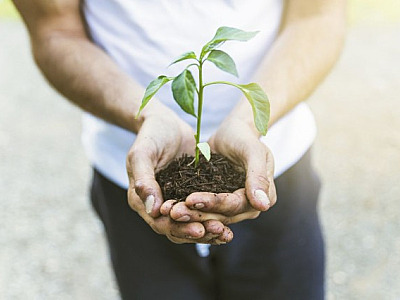 Santana de Parnaíba realizará entrega de mudas de árvores em Alphaville