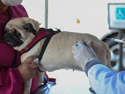 Barueri segue com agendamento para vacinação antirrábica neste mês
