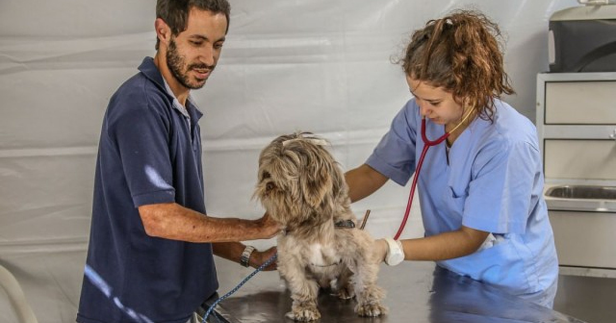 Parnaíba segue com vacinação contra raiva em cães e gatos