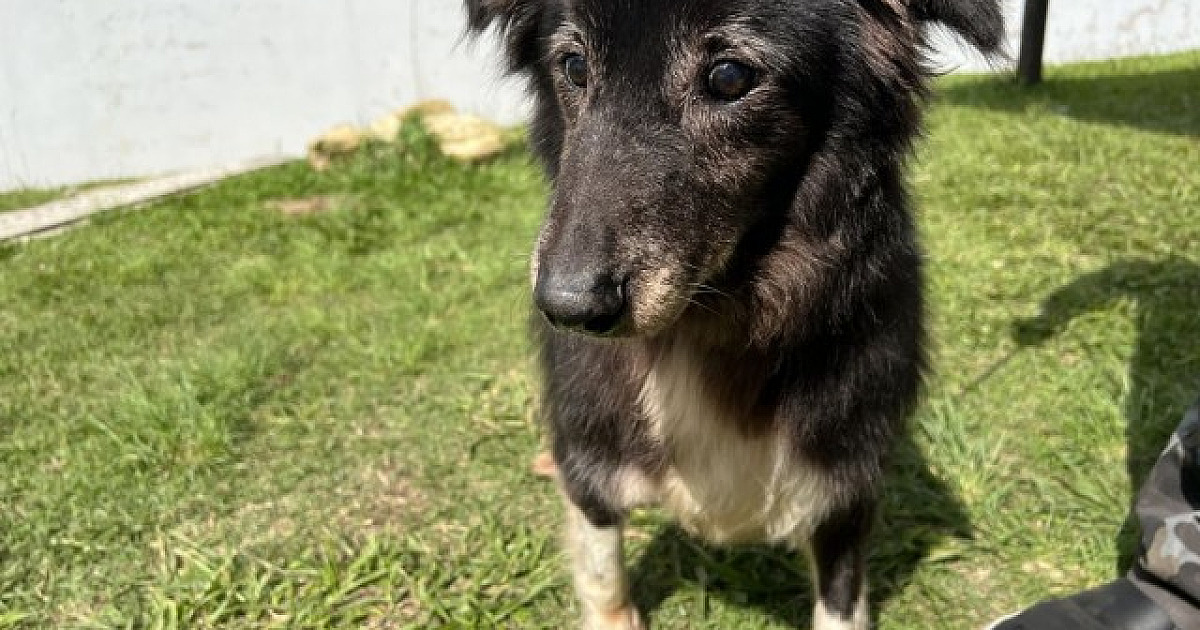 Confira as feiras de adoção de animais neste fim de semana na região