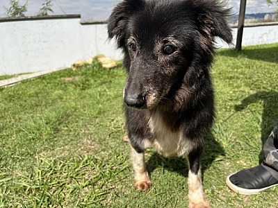 Confira as feiras de adoção de animais neste fim de semana na região