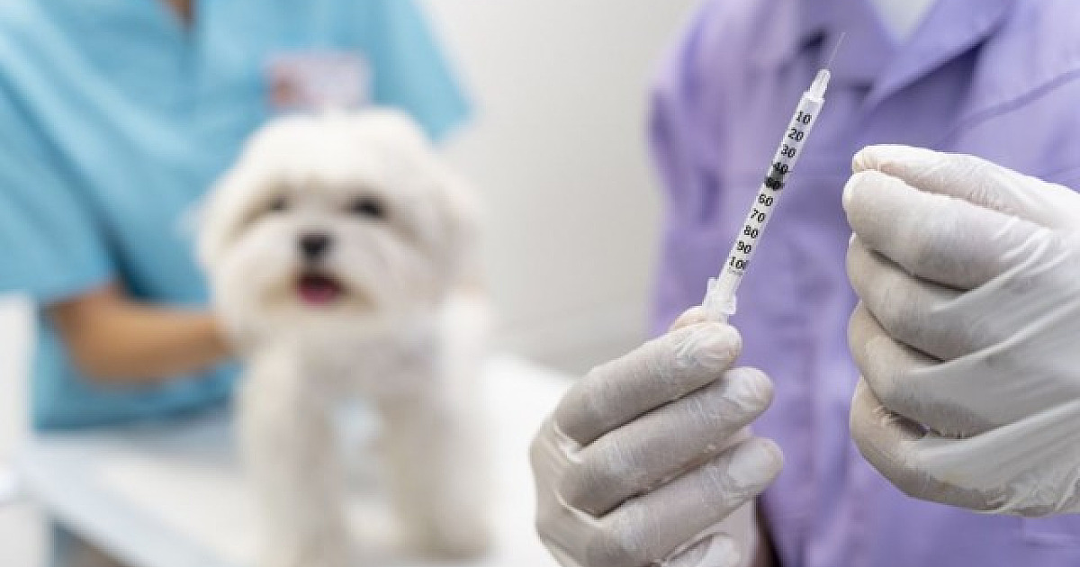 Santana de Parnaíba promoverá vacinação antirrábica no dia 24