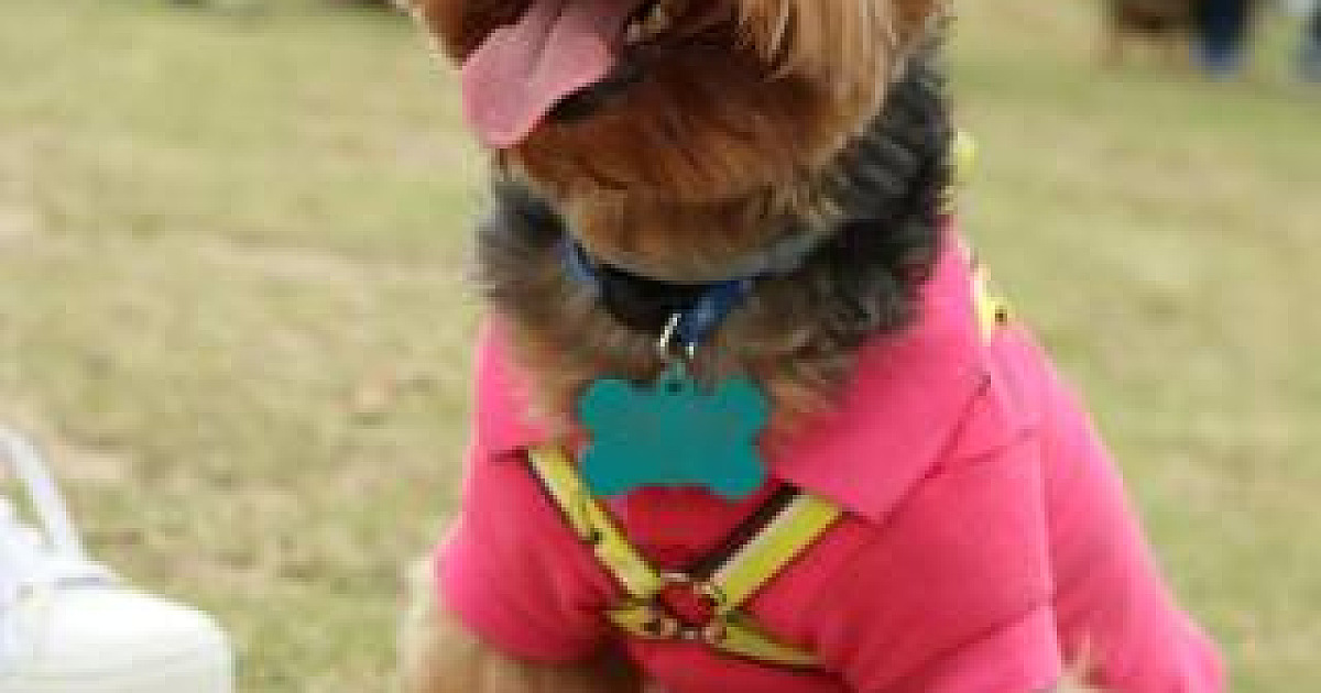 Dia Animal acontecerá nos dias 21 e 22 em Barueri