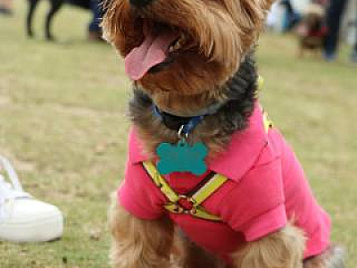 Dia Animal acontecerá nos dias 21 e 22 em Barueri