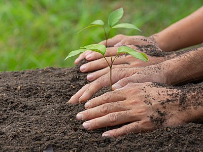 Plantio de árvores acontecerá neste sábado (2) em Alphaville