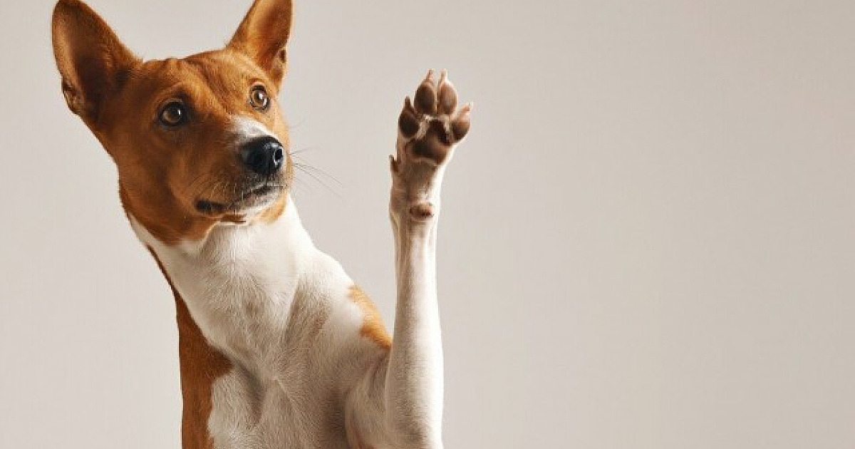 Alphaville recebe feiras de adoção de pets no fim de semana