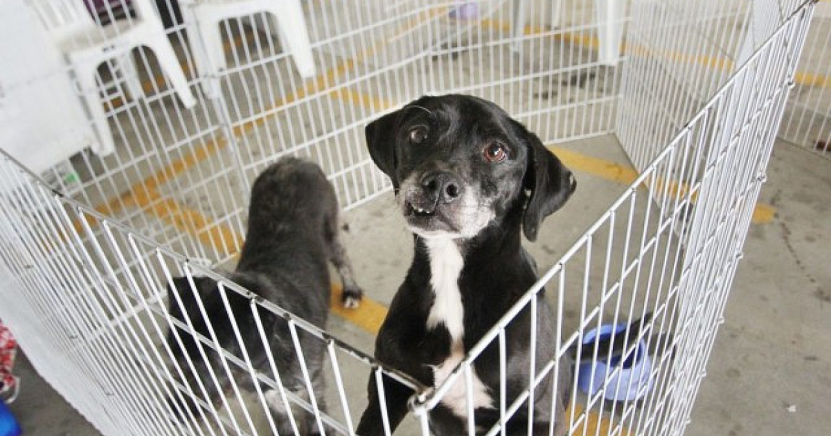 Parque Ecológico terá feira de adoção de pets neste domingo (15)