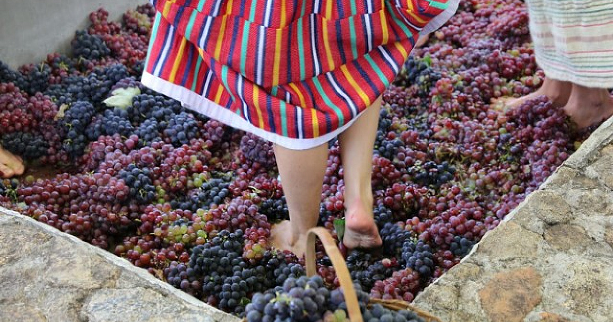 Quinta do Olivardo realiza 12ª edição da tradicional Pisa da Uva