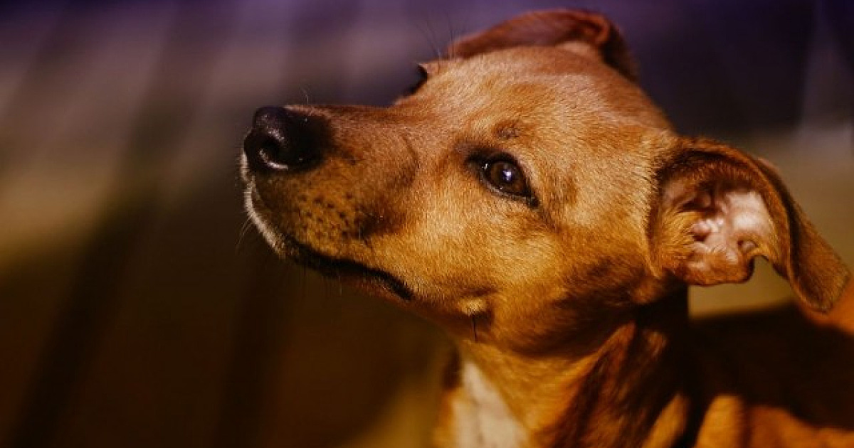Alphaville receberá feiras de adoção de cães durante o mês de agosto