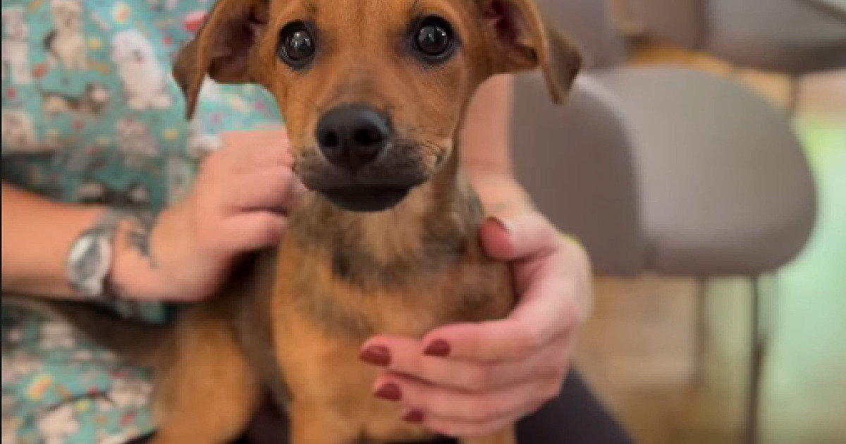 SOS Pet Alpha participa da 9ª edição do Pet Yoga