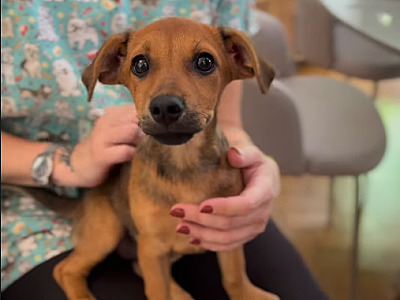 SOS Pet Alpha participa da 9ª edição do Pet Yoga