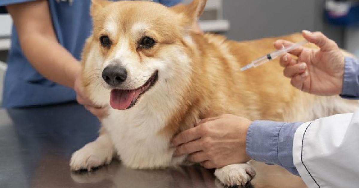 Santana de Parnaíba terá Dia "D" de vacinação antirrábica neste sábado (7)