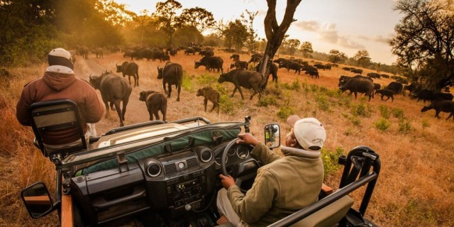 Faça um safari online e conheça a savana sul-africana sem sair de casa