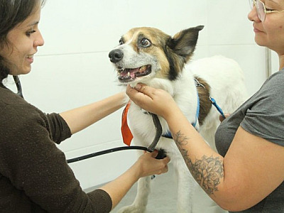 Barueri abre agendamento para castração de pets nesta quarta-feira (8)