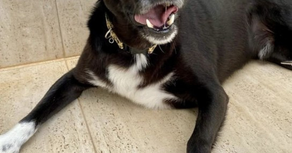 Em prol de seus projetos, SOS Pet Alpha segue com venda de calendários 2024