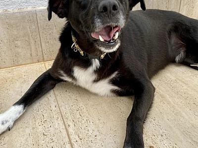 Em prol de seus projetos, SOS Pet Alpha segue com venda de calendários 2024