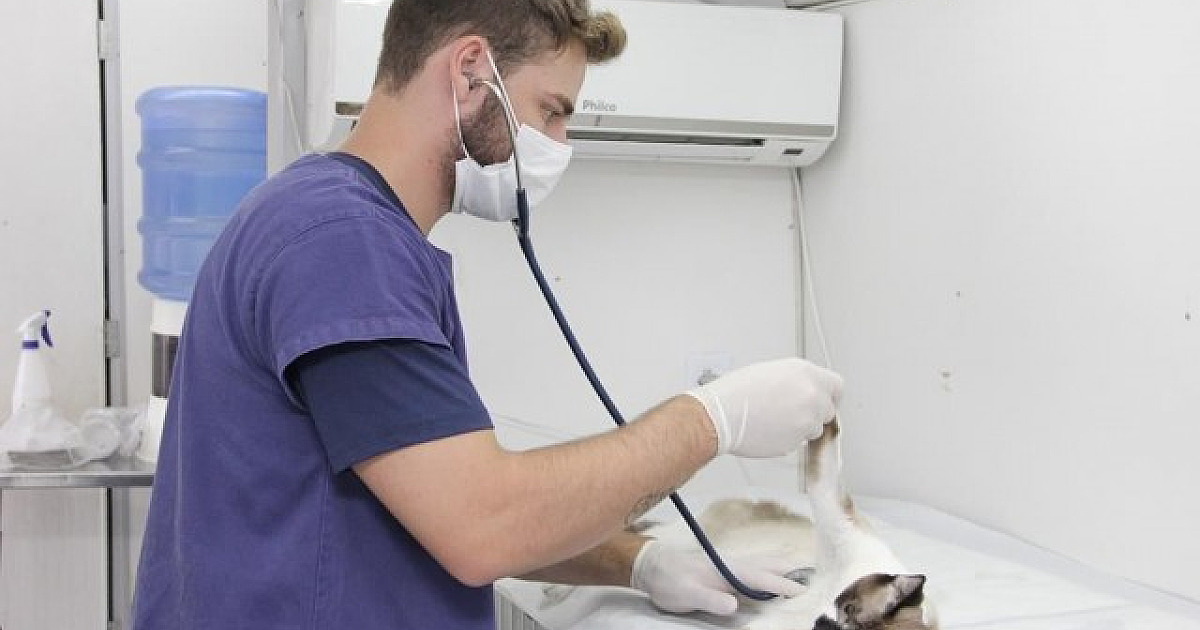 Barueri abre agendamento para mutirão de castração nesta quarta-feira (23)